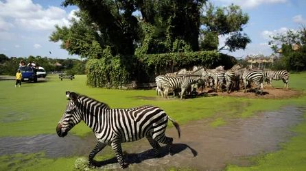 ZOO & ANIMAL PARK