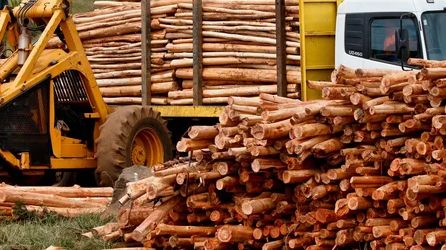 TIMBER INDUSTRY